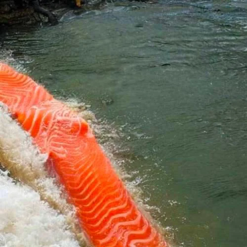 AI generated salmon in a river.png