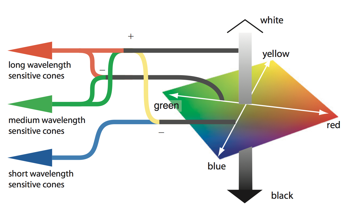 Color-opponent processing.png